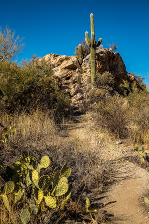 Pathway leads through the stunning Saguaro National Park East, showcasing iconic cacti against a clear blue sky in Arizona's unique desert.の写真素材