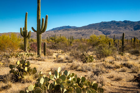 Discover the unique landscape of Saguaro National Park East with its iconic cacti under a vibrant blue sky, perfect for outdoor adventures.の写真素材