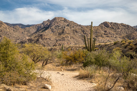 Explore the rugged beauty of Catalina State Park in Arizona, featuring towering saguaro cacti and scenic desert landscapes.の写真素材