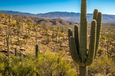 Discover the breathtaking Coronado National Forest, where majestic Saguaro cacti and scenic trails await in the Sonoran Desert.