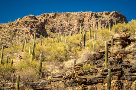 Experience a peaceful hike through Bear Canyon in the Catalina Foothills, surrounded by majestic saguaro cacti and vibrant desert scenery.の写真素材
