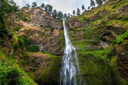 Water flows powerfully from the heights of Multnomah Falls, surrounded by lush greenery and rocky cliffs near the Columbia River Gorge.の写真素材