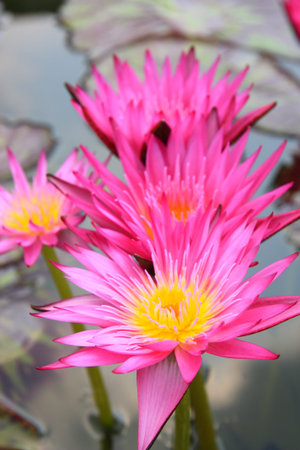 Nice pink water lilies floating on a lakeの写真素材