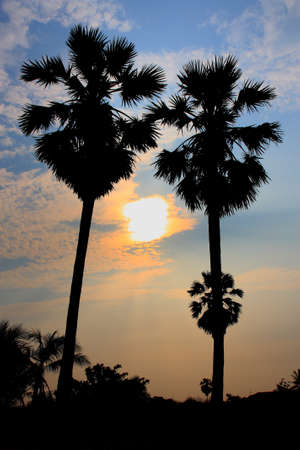The Picture of twin palm trees shadows at sunset の写真素材