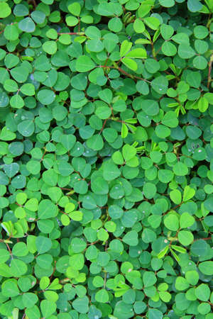 Picture of green leafs on the ground of a gardenの写真素材