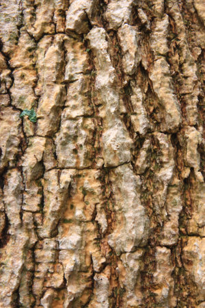 The picture of old bark texture closeupの写真素材