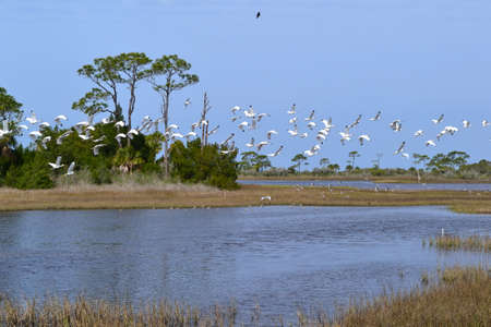 Large flock of ibis birds fly over marsh.の写真素材