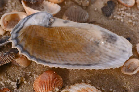 Sea shell closeup on sandy beachの写真素材