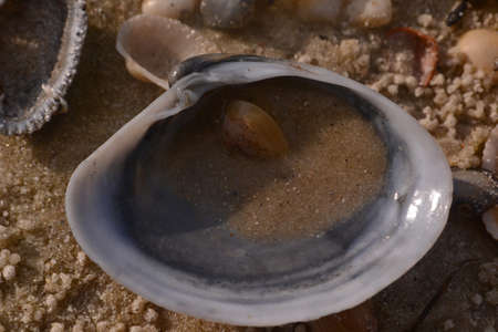 Sea shell filled with sand on sandy beach, close upの写真素材