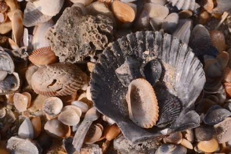 Sea shells and piece of coral on sandy beach, macro.の写真素材