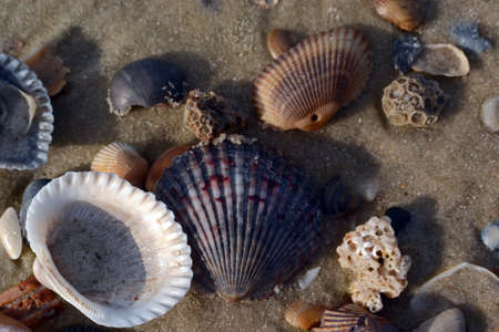 Three Coral pieces with sea shells on sandy beach, macroの写真素材