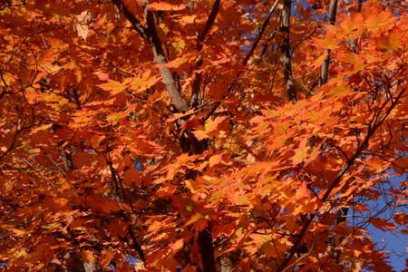 brilliant orange autumn maple leavesの写真素材