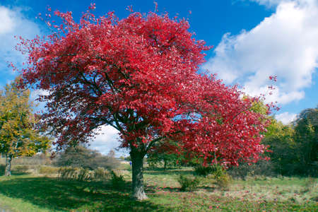 brilliant red autumn leaves on tree, wide shotの写真素材