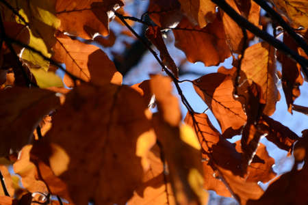 orange autumn leaves full frameの写真素材