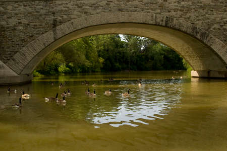 Stone arched  bridge with Canada geese swimming by archの写真素材