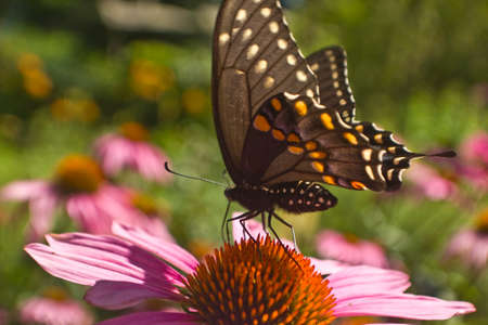Swallowtail butterfly profile on Echinacea flower extreme close upの写真素材