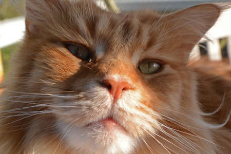 yellow cat face extreme close upの写真素材