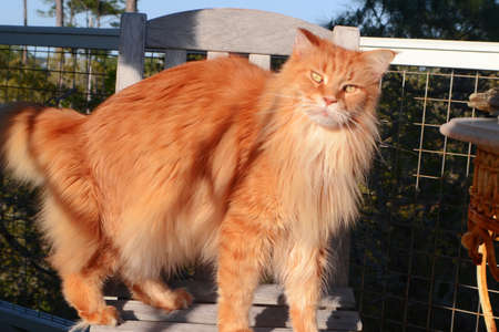 yellow cat stands on chair exterior shotの写真素材