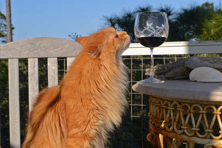 yellow cat with glass of wine exterior shotの写真素材