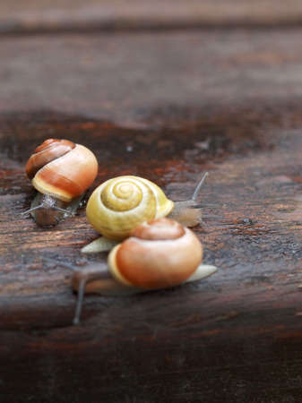 Snails on wood Snails on wood