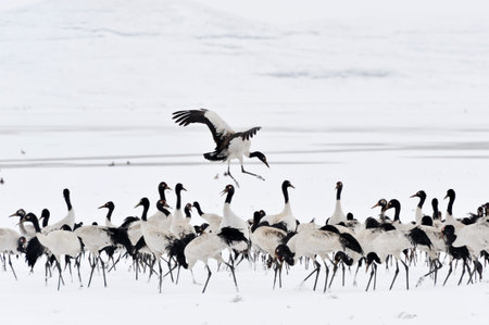 Distinctive Black-necked cranes leader