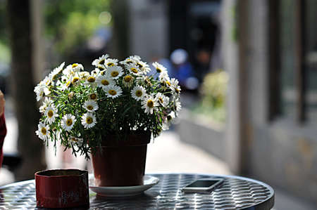 potted flowersの写真素材