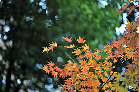 maple leaves of autumnの写真素材