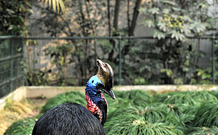 Casuarius birdの写真素材