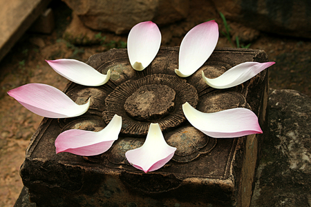 lotus petals on the stoneの写真素材