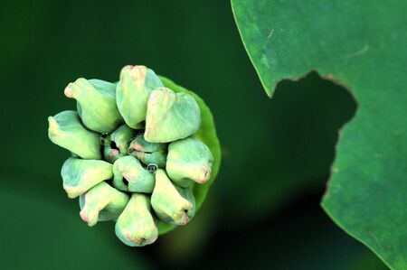 lotus seedpodの写真素材