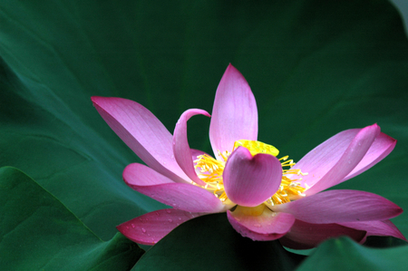lotus flowerの写真素材