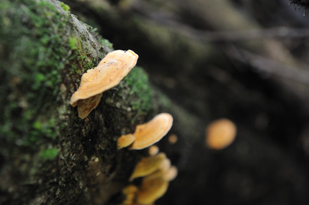 fungi on the treeの写真素材