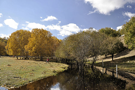 chinese bashang autumnの写真素材
