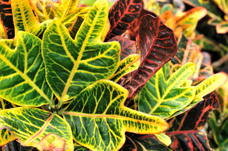 arrowroot leaves