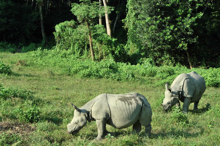 rhinocerosの写真素材