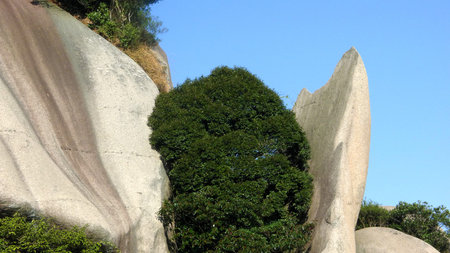 Tree plant in between rock formationの写真素材