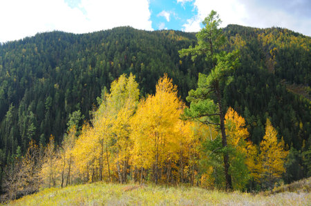 Xinjiang Hemu Village Forest Farmの写真素材