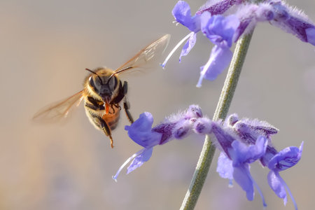 A close up of a bee and a vitex shrub.
