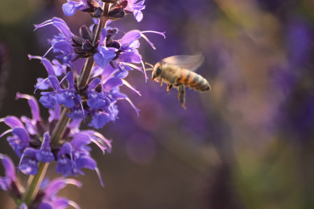 A close up of a bee and a vitex shrub.