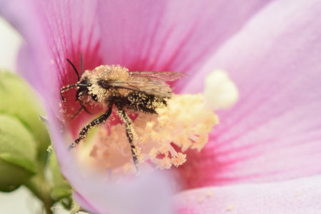 A close up of a bee and a pink rose of sharon shrub.