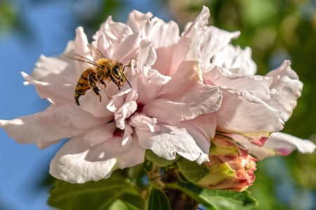 A close up of a bee and a pink rose of sharon shrub.