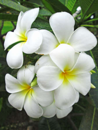 Plumeriaの写真素材