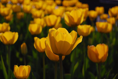 Sunny flowersの写真素材