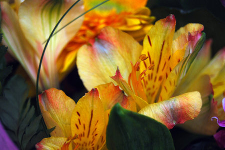 Liliesの写真素材