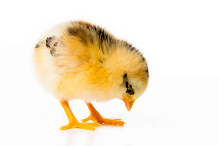 little chickenの写真素材