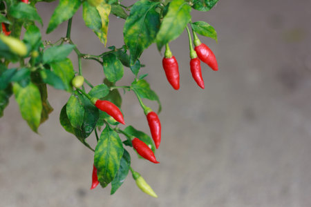 chili farmの写真素材