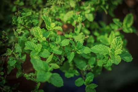 Mint in pot blurred の写真素材
