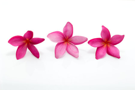 frangipani flower isolated on white blackgroundの写真素材