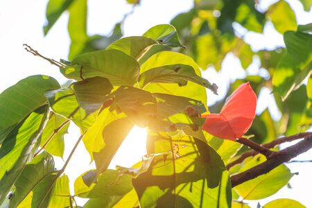 leaf sunset backgroundの写真素材