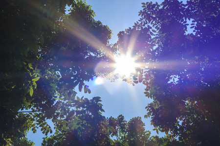 Sunlight and lens flare,tree leavesの写真素材